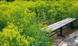 甘棠公园爆料视频播放,揭秘公园美景与趣事