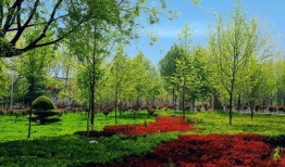 甘棠公园爆料视频播放,揭秘公园美景与趣事