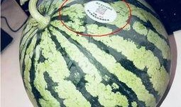 河南网红吃瓜,揭秘网络红人的幕后生活