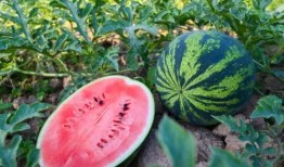 河南网红吃瓜,揭秘网络红人的幕后生活