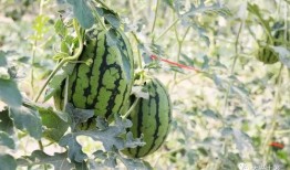 化隆网红吃瓜,揭秘网络红人的幕后故事