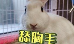 抖音网红美女 吃瓜事件,揭秘网络舆论的风暴与真相