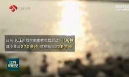 澄澈之水爆料视频大全集,揭秘幕后真相