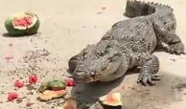 网红吃瓜鳄鱼是真的吗,真相揭秘还是炒作？