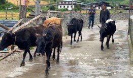 大v爆料云南旅游视频,大V亲历，带你领略异域风情