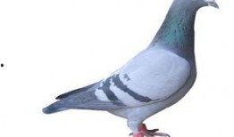 武汉鸽子最新爆料信息,揭秘城市生活新动态