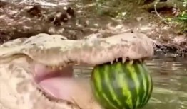 网红吃瓜鳄鱼是真的吗,真相揭秘还是炒作？