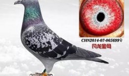 武汉鸽子最新爆料信息,揭秘城市生活新动态